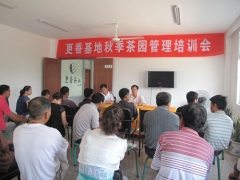 更香基地秋季茶园培训会：有机肥每吨给予300元