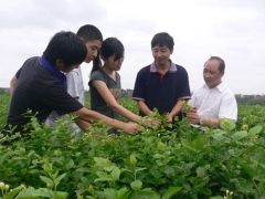更香花茶生产工作有序进行
