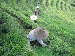 小和尚基地的茶园管理