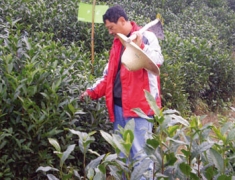 余仁和 ——白革新农民