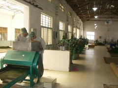 更香雾绿加工工艺流程——解块