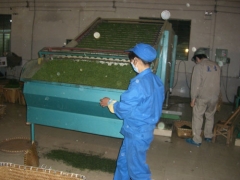 更香雾绿加工工艺流程——烘干