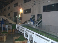 更香雾绿加工工艺流程——摊凉