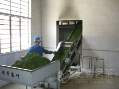 更香雾绿加工工艺流程——杀青