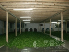 更香雾绿加工工艺流程-摊青